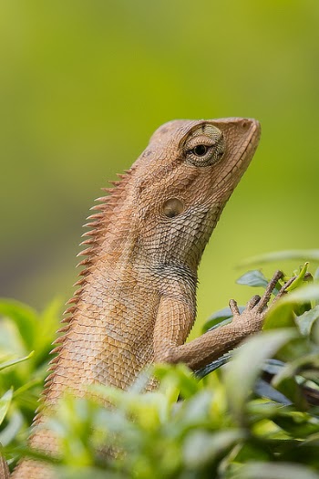 Brown Lizard on Green Leafed Plant
