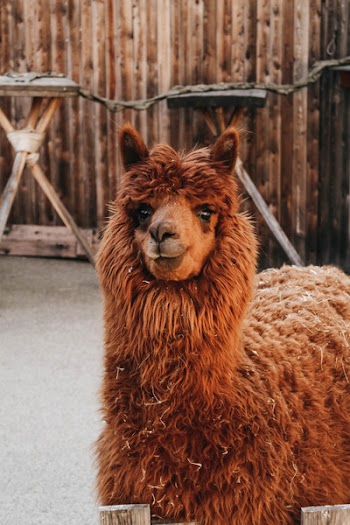 Brown Llama