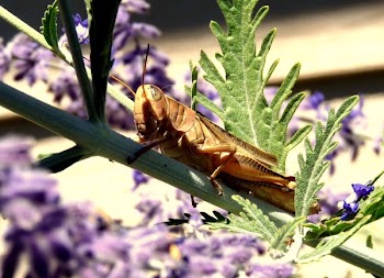 Brown Locust on Green Plant Stem during Daytime
