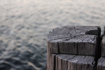 Brown Log on Sea