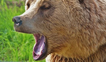 Brown Long Coated Animal Yawning
