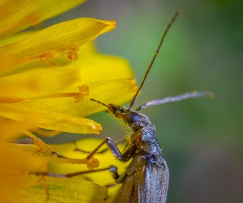 Brown Long-horned Insect on Yellow Petaled Flower