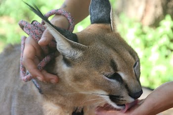 Brown Lynx