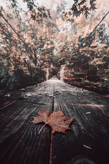 brown maple leaf