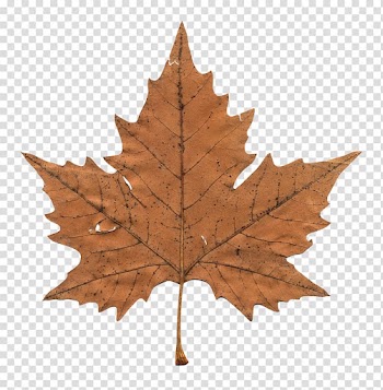 Brown maple leaf, Maple leaf , Maple Leaf transparent background PNG clipart