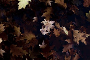 brown maple leaves