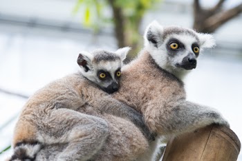 Brown Marsupial Animals