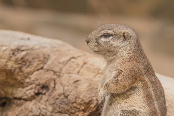 Brown Meerkat Standing on Ground during Daytime