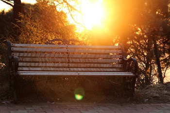 Brown Metal-framed Bench Surrounded by Trees