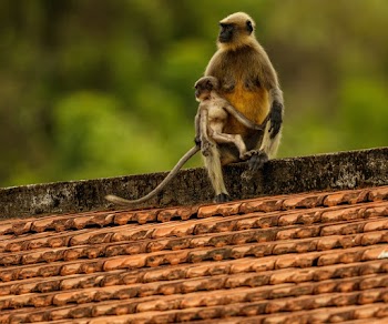 Brown Monkey