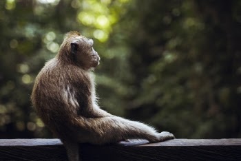 Brown Monkey