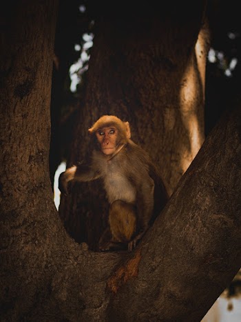 Brown Monkey
