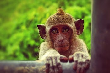 Brown Monkey Holding Black Metal Bar