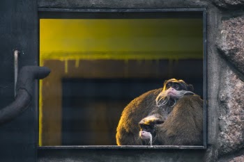 Brown Monkey Illustration