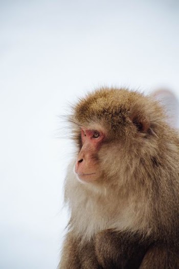 brown monkey on closeup photography