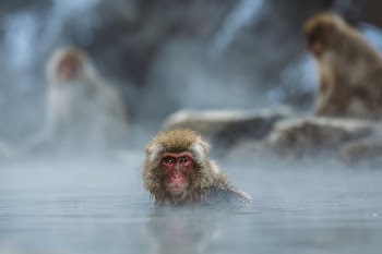 Brown monkey. Original public domain | Free Photo - rawpixel