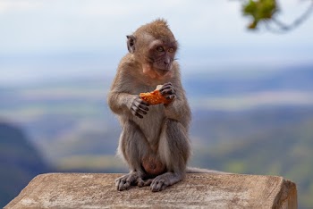 Brown Monkey Photograph