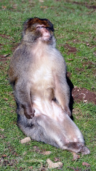 Brown Monkey Sitting on Grass