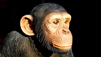 Brown Monkey Statue