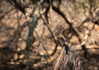 Brown Monkey Toy in Tree Branch