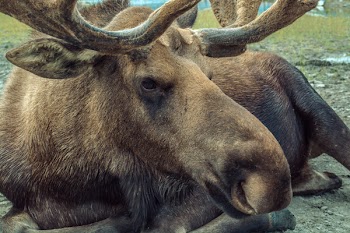Brown Moose