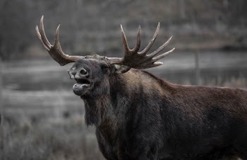 Brown Moose