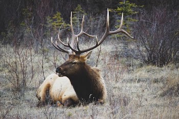 brown moose sitting on dried grass
