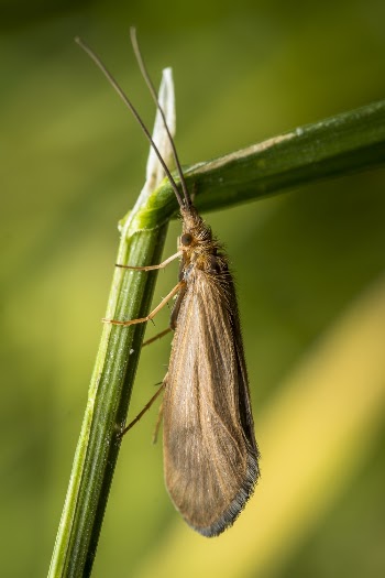 Brown Moth