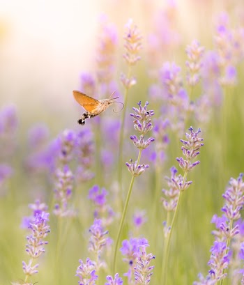 Brown Moth Hovering over Purple Flower