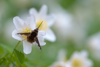Brown Moth on White Petal Flower during Daytime