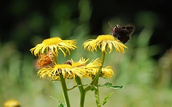 Brown Moth Perched on Yellow Flower at Daytime