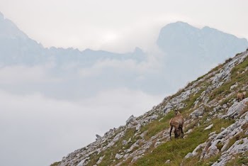 brown mountain goats beside top of mountain