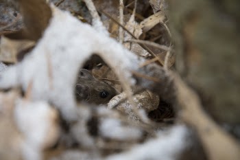 Brown Mouse Beside Leaf