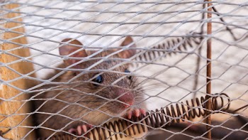 Brown Mouse Inside Mouse Trap during Daytime