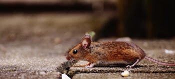 Brown Mouse on Brown Tile