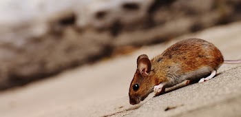 Brown Mouse on Paved Road