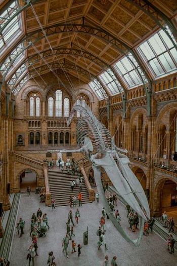 brown museum interior with whale skeleton hanged