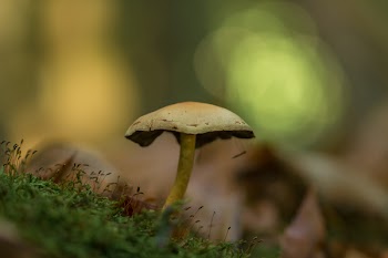 Brown Mushroom