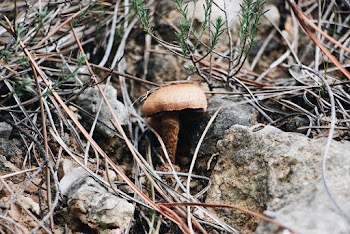 Brown Mushroom