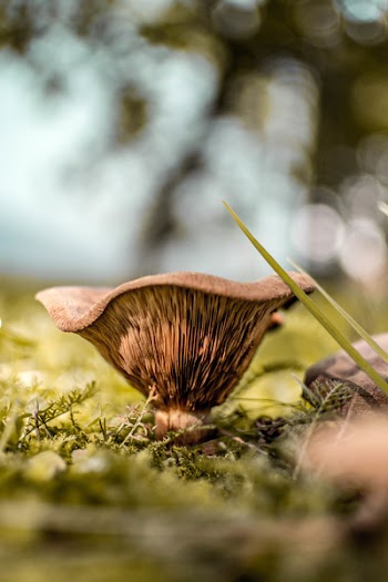 Brown Mushroom