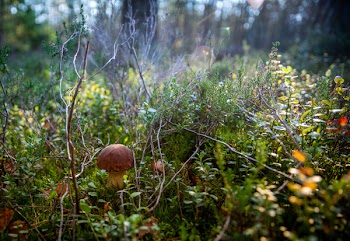 Brown Mushroom
