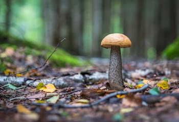 Brown Mushroom at Daytime