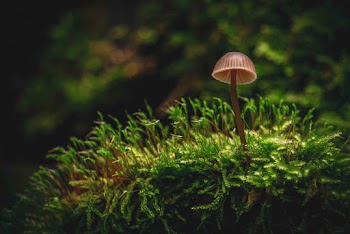 Brown Mushroom On Green Grass