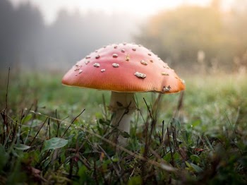 brown mushroom on green grass field