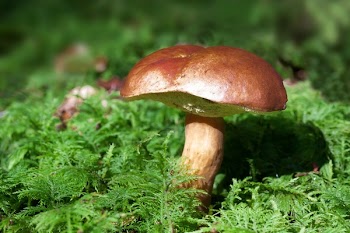 Brown Mushroom on Green Leaf Plant during Daytime
