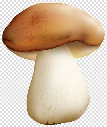 Brown mushroom , Pleurotus eryngii Mushroom , Mushroom transparent background PNG clipart