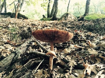 brown mushroom surrounded by dried leaves