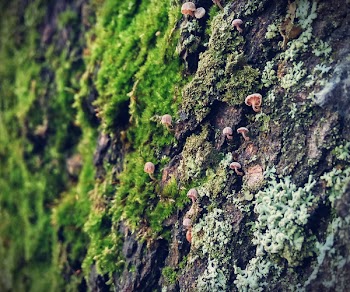 Brown Mushrooms
