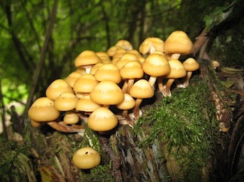 Brown Mushrooms