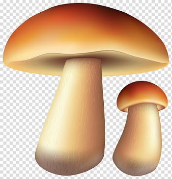 Brown mushrooms illustration, Autumn , Mushrooms Free transparent background PNG clipart
